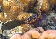 male Spotted Boxfish