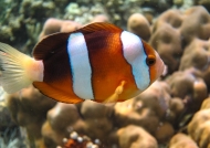 Orange Clark’s Anemonefish