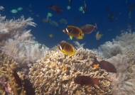 Raccoon Butterflyfishes