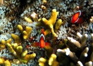 Red & Black Anemonefishes