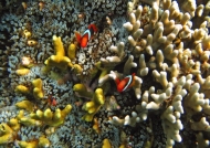 Red & Black Anemonefishes