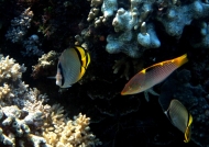 Butterflyfishes & wrasse