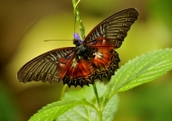 North Sulawesi – Butterflies