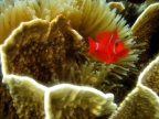 m. Spine-cheek Anemonefish