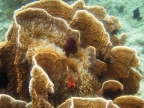 m.f. Spine-cheek anemonefish