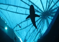 Sharks Tunnel