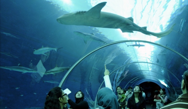 Sharks Tunnel