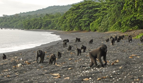 Macaques at seaside