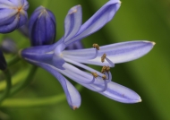Agapanthus Lily of the Nile