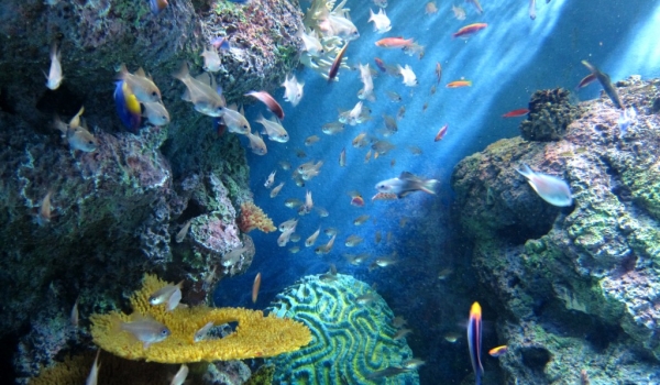 Corals & Marine Life