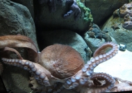 Giant Pacific Octopus