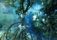 Aquarium Marine Life