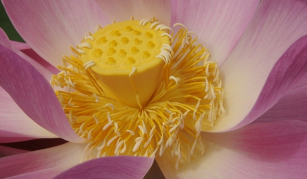 Calyx of a Sacred Lotus
