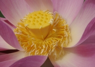 Calyx of a Sacred Lotus