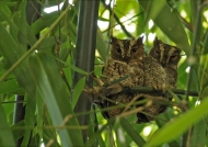 Couple of Scops Owls