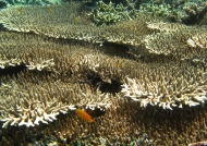 Expansive Hard Coral Plates