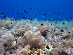 Fields of White Soft Coral