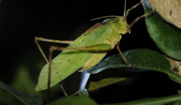 Green Long-legged Katydid