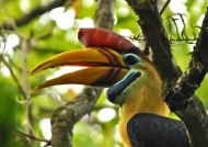North Sulawesi – Birds