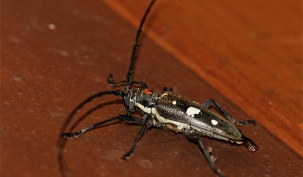 Mango Longhorn Beetle