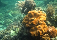 Sarcophyton Soft Coral