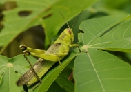 Short-horned Grasshopper