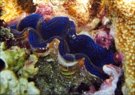 Small Giant Clam