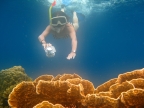 Snorkeling over Coral