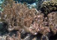 Soft Coral bleaching