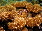 Soft & Hard Corals