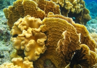 Soft & Hard Corals