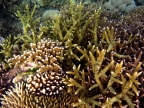 Variety of Hard Corals