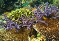 Variety of Hard Corals