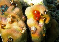 Worms in Hard Coral