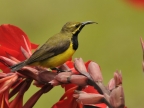 m. Olive-backed Sunbird