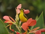 m. Olive-backed Sunbird