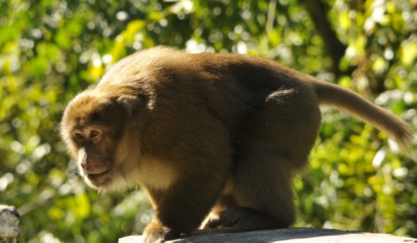 Assam Macaque near the road