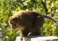 Assam Macaque near the road
