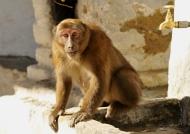 Assam Macaque near a Dzong