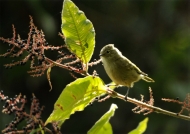Blyth’s Leaf Warbler