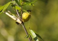 Blyth’s Leaf Warbler
