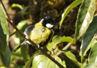 Green-backed Tit