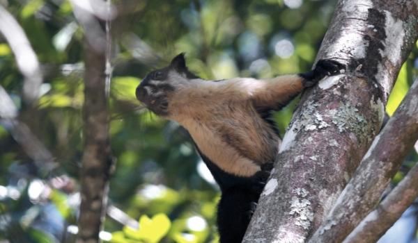 Malayan Giant Squirrel