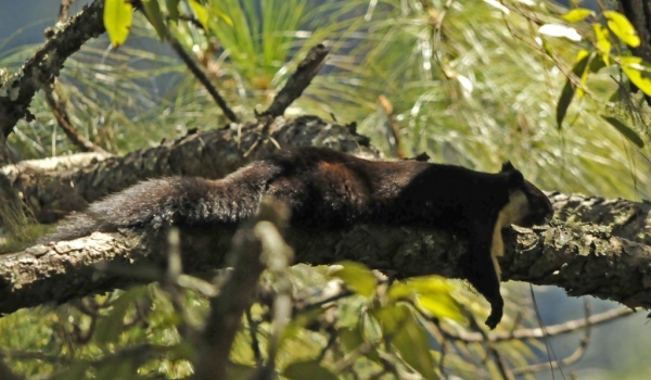 Malayan Giant Squirrel resting