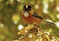 Rufous-fronted Tit
