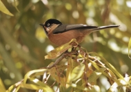 Rufous-fronted Tit