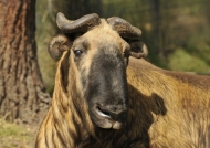 Takin (Thimphu zoo)