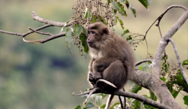 Assamese Macaque