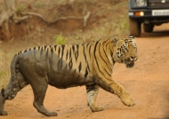 Tiger – Tadoba N.P.
