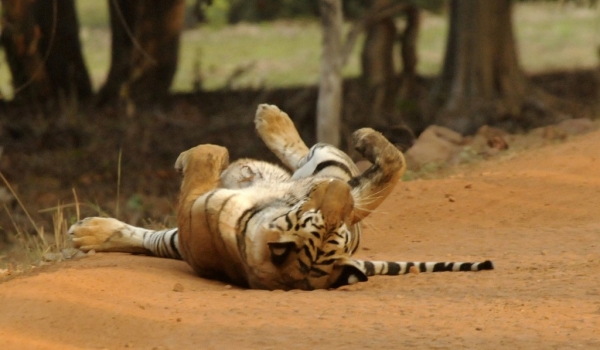 Tiger – happy life!